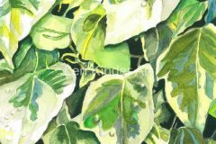 Ivy