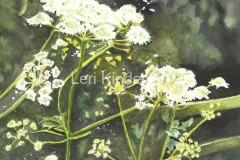 Cow Parsley