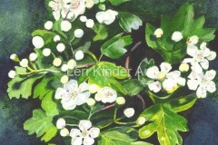 Hawthorn