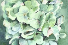 Hydrangea