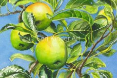 Odiham Apples