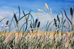 Summer Meadow