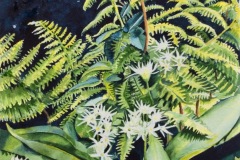 Wild Garlic and Ferns